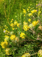 Astragalus dasyanthus
