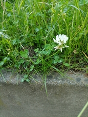 Trifolium repens