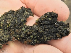 Placidium squamulosum