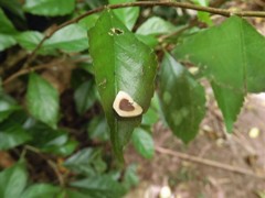 Aristolochia acuminata