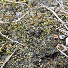 Placidium squamulosum