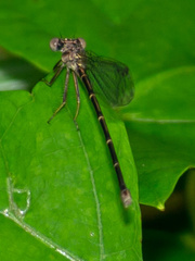Argia tibialis
