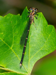 Argia tibialis