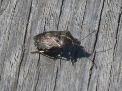 Rhacognathus punctatus