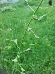 Capsella bursa-pastoris