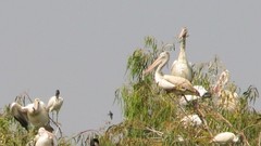 Pelecanus philippensis