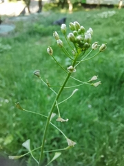 Capsella bursa-pastoris