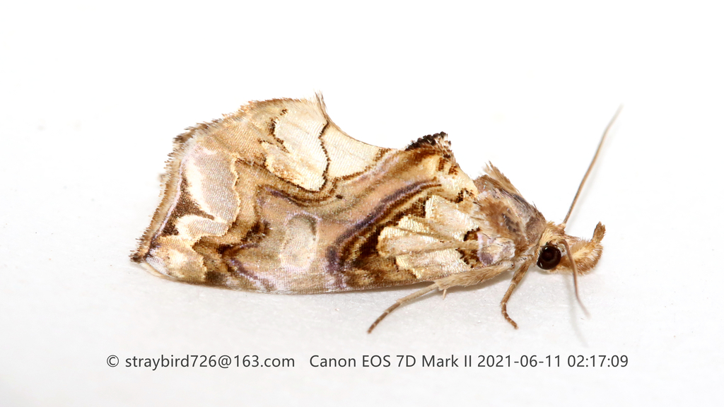 Plusiodonta casta