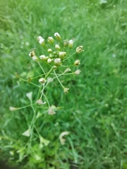 Capsella bursa-pastoris