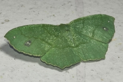 Himeromima aulis