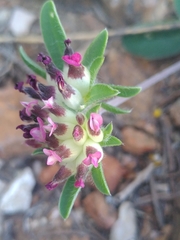 Anthyllis vulneraria rubriflora