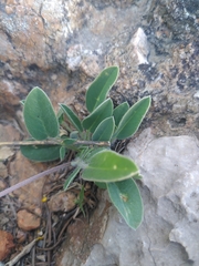 Anthyllis vulneraria rubriflora