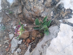 Anthyllis vulneraria rubriflora