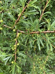 Rhamnus erythroxyloides