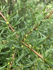 Rhamnus erythroxyloides