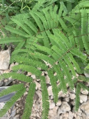 Senegalia berlandieri