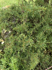 Rhamnus erythroxyloides