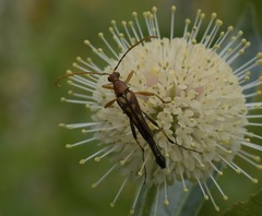 Strangalia virilis