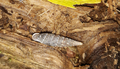 Laciniaria plicata