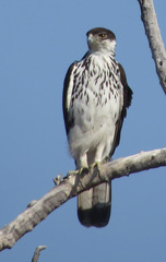Aquila spilogaster