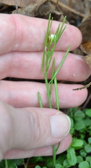 Cardamine parviflora