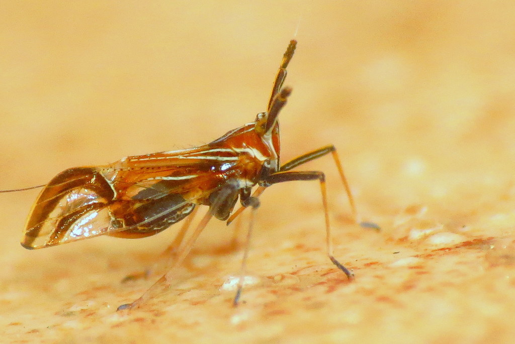 Sparnia praecellens