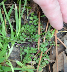Cardamine parviflora