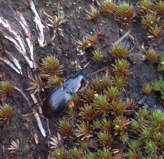 Pterostichus flavofemoratus