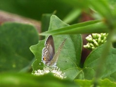 Catochrysops panormus exiguus