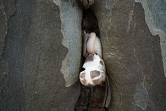 Agaricales
