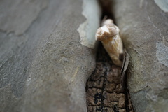Agaricales