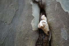 Agaricales