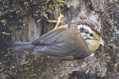 Schoeniparus castaneceps