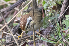 Schoeniparus castaneceps