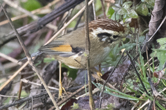 Schoeniparus castaneceps