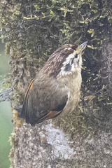 Schoeniparus castaneceps