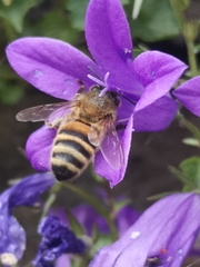 Apis mellifera