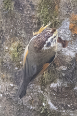 Schoeniparus castaneceps
