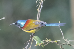 Aethopyga nipalensis