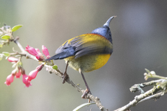 Aethopyga nipalensis