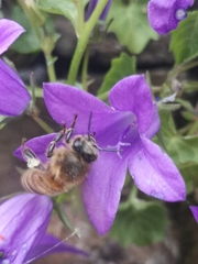 Apis mellifera