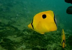 Chaetodon interruptus