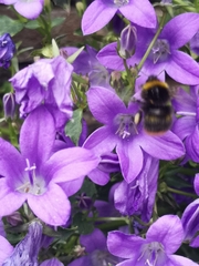 Bombus