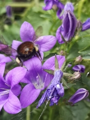 Bombus