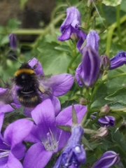 Bombus