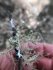 Usnea ceratina