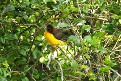 Ploceus bicolor stictifrons