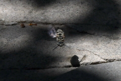 Triepeolus subnitens