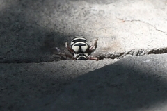 Triepeolus subnitens