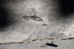 Triepeolus subnitens